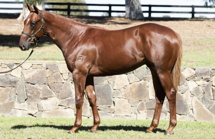Bulls point colt