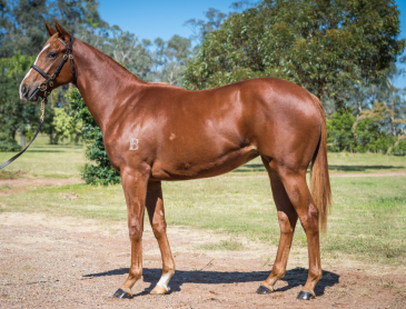 Star Turn Filly